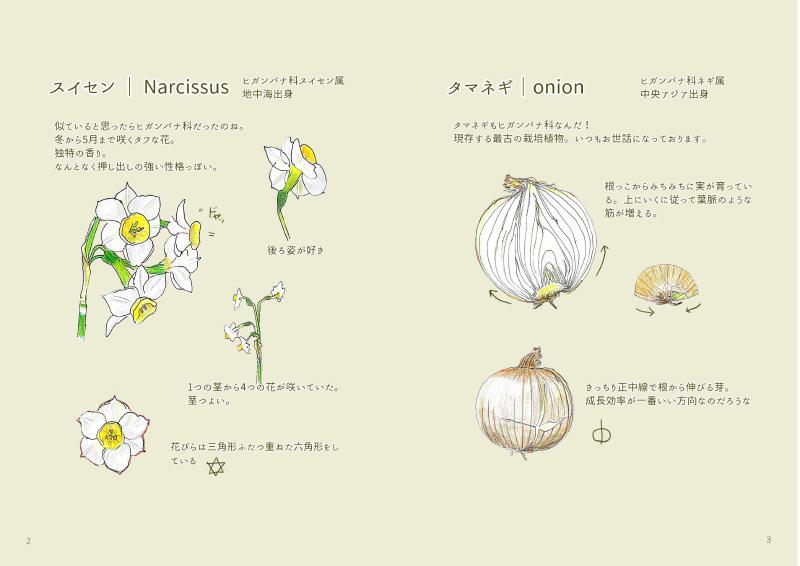 植物スケッチ 見開き1