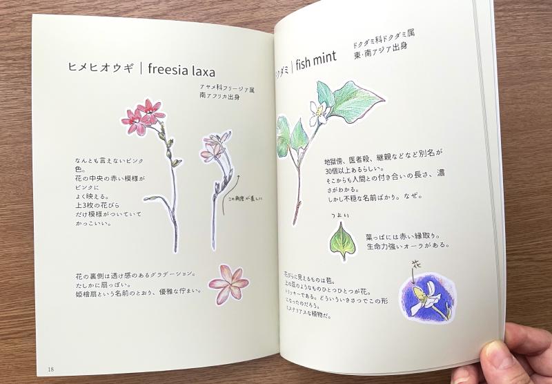 植物スケッチ 見開き2